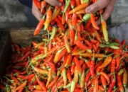 Harga Cabai Rawit Tembus Rp127 Ribu, Pemerintah Sarankan ‘Jangan Makan Pedas’