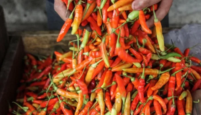Harga Cabai Rawit Tembus Rp127 Ribu, Pemerintah  Sarankan ‘Jangan Makan Pedas’