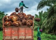 PPKS: HILIRISASI SAWIT POROS BARU INDUSTRIALISASI NASIONAL