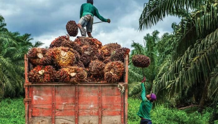 PPKS: HILIRISASI SAWIT POROS BARU INDUSTRIALISASI NASIONAL