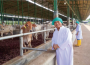 BERDIKARI, Pilar Swasembada Protein Hewani Nasional