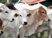 Jelang Iduladha, Kementan Perketat Pengawasan Kesehatan Hewan dan Keamanan Daging Kurban
