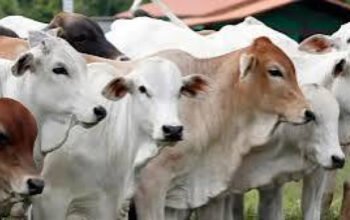 Jelang Iduladha, Kementan Perketat Pengawasan Kesehatan Hewan dan Keamanan Daging Kurban