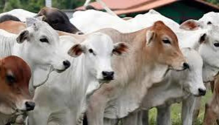 Jelang Iduladha, Kementan Perketat Pengawasan Kesehatan Hewan dan Keamanan Daging Kurban