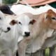 Jelang Iduladha, Kementan Perketat Pengawasan Kesehatan Hewan dan Keamanan Daging Kurban