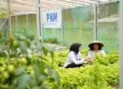 Indonesia Sustainability Award Apresiasi Komitmen ESG dan Pemberdayaan Berkelanjutan PNM