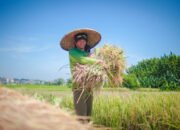 NTP Mei 2026 Naik Jadi 127,73, Mentan Amran Sebut Pendapatan Petani Tumbuh Lebih Cepat dari Biaya Produksi