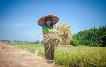 NTP Mei 2026 Naik Jadi 127,73, Mentan Amran Sebut Pendapatan Petani Tumbuh Lebih Cepat dari Biaya Produksi
