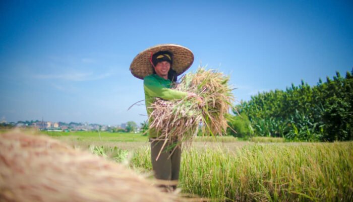 NTP Mei 2026 Naik Jadi 127,73, Mentan Amran Sebut Pendapatan Petani Tumbuh Lebih Cepat dari Biaya Produksi