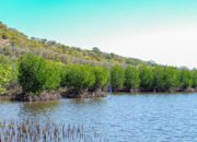 Buka Peluang Ekonomi Hijau Baru, Menteri LH Tegaskan Semangat Tobat Ekologis Lewat Restorasi Mangrove di Sumbawa