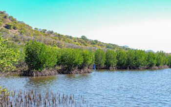 Buka Peluang Ekonomi Hijau Baru, Menteri LH Tegaskan Semangat Tobat Ekologis Lewat Restorasi Mangrove di Sumbawa