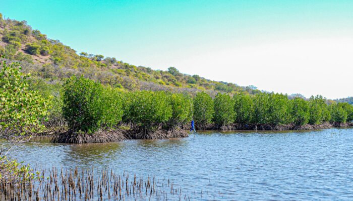Buka Peluang Ekonomi Hijau Baru, Menteri LH Tegaskan Semangat Tobat Ekologis Lewat Restorasi Mangrove di Sumbawa