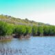 Buka Peluang Ekonomi Hijau Baru, Menteri LH Tegaskan Semangat Tobat Ekologis Lewat Restorasi Mangrove di Sumbawa