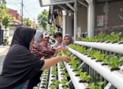 PNM Sulap Lorong Kota Menjadi Sumber Pangan Lewat Program Agro Urban Madani