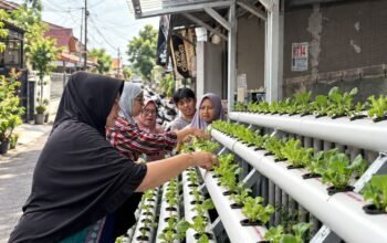 PNM Sulap Lorong Kota Menjadi Sumber Pangan Lewat Program Agro Urban Madani